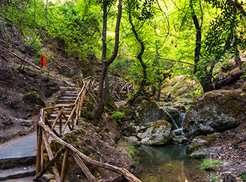 עצי sweetgum בעמק הפרפרים