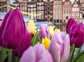 Tulpen in Amsterdam