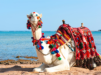Ein weißes Kamel ruht am ägyptischen Strand