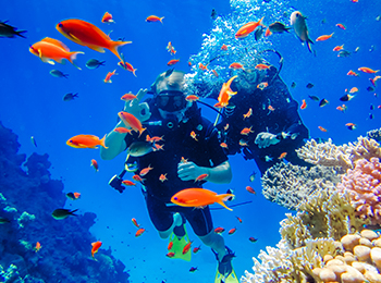 Tauchen in den Korallenriffen