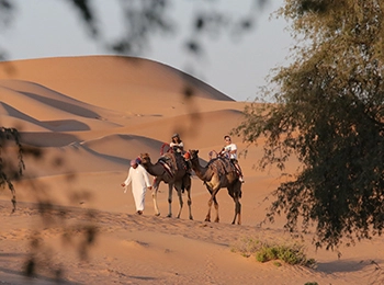 סיור גמלים במדבר
