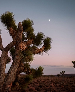 קיץ באבו דאבי